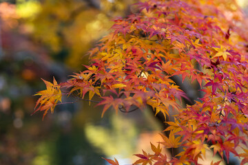 季節を感じる色鮮やかな紅葉　成田山公園