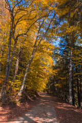 Wilderness area road in Tupper Lake NY is surrounded by gorgeous golden birch on a fall day
