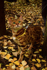 Bengal cat