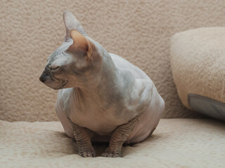 Sphinx cat
