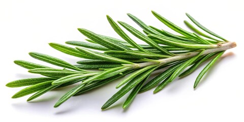 Fototapeta premium Fresh rosemary leaves isolated on white background with a single leaf visible in front of the alpha transparent background