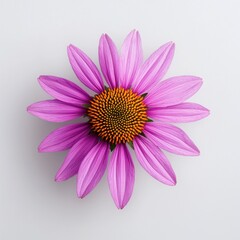 Purple Coneflower Blossom on White Background