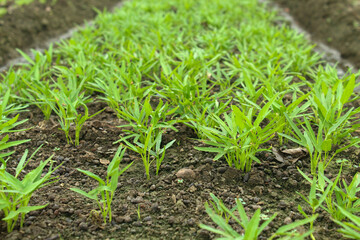 Water spinach plants are easy to grow on farmland