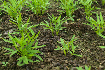 Water spinach plants are easy to grow on farmland