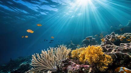 Naklejka premium Sunlit Underwater Coral Reef Scene With Fish
