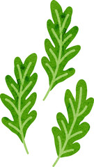Watercolor Arugula