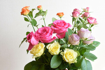 カラフルなバラ