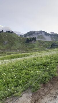 Vertical view of Paradise meadow hiking area including trail with Mount Rainier in the background during sunrise.