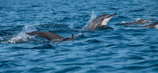 Fototapeta premium Dolphins in Kalpiyiya Beach, Sri Lanka 