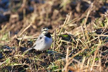 White Wagtail looking for food in the rice fields after harvesting rice