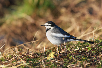 White Wagtail looking for food in the rice fields after harvesting rice