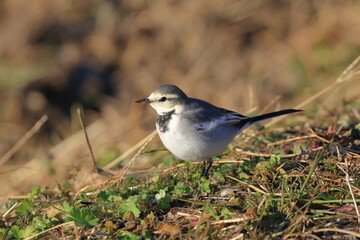 White Wagtail looking for food in the rice fields after harvesting rice