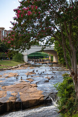 Ducks at Falls Park on Reedy River at downtown Greenville in South Carolina