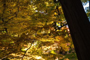 季節を感じる色鮮やかな紅葉　成田山公園