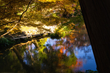 季節を感じる色鮮やかな紅葉　成田山公園