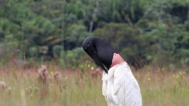 Large exotic tropical Jabiru bird resting after a large fish meal preening showing its re neck