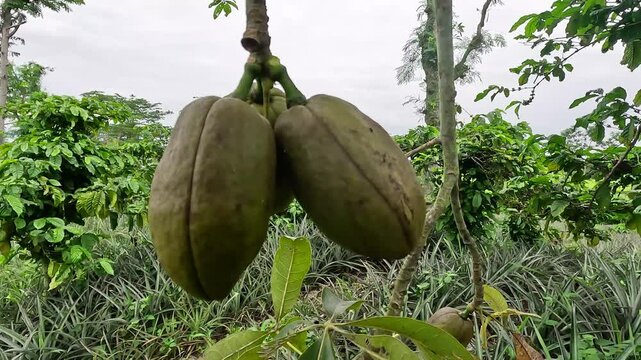 Pachira aquatica (Malabar chestnut, French peanut, Pumpo, Jelinjoche, Money tree, Money plant, serissa japonica). This tree is sold with braided trunks and is commonly grown as an ornamental plant.
