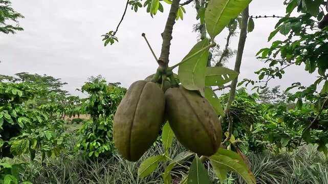 Pachira aquatica (Malabar chestnut, French peanut, Pumpo, Jelinjoche, Money tree, Money plant, serissa japonica). This tree is sold with braided trunks and is commonly grown as an ornamental plant.