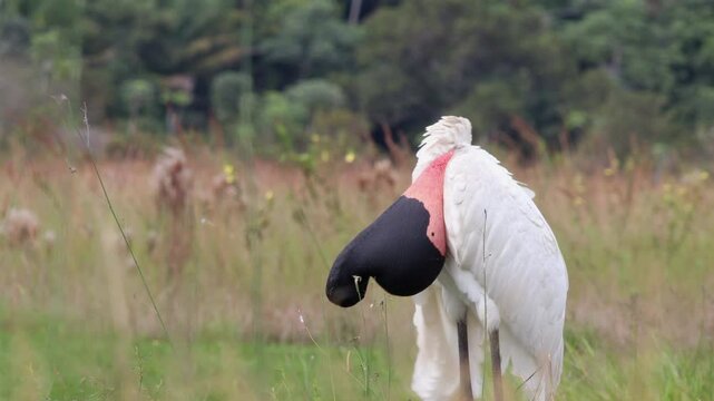 Large exotic tropical Jabiru bird resting after a large fish meal preening showing its re neck