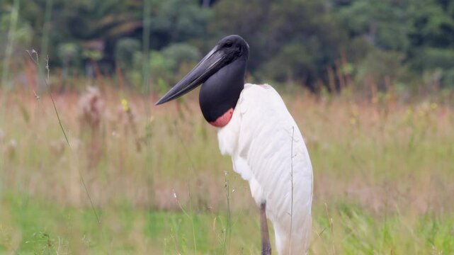 Large exotic tropical Jabiru bird resting after a large fish meal