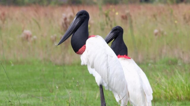 Two Large exotic tropical Jabiru bird resting after a large fish meal preening showing its re neck