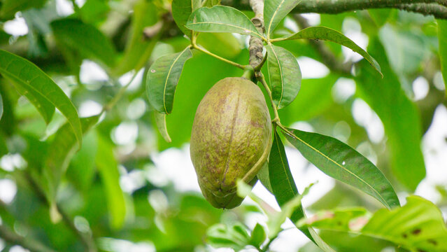 Pachira aquatica (Malabar chestnut, French peanut, Pumpo, Jelinjoche, Money tree, Money plant, serissa japonica). This tree is sold with braided trunks and is commonly grown as an ornamental plant.