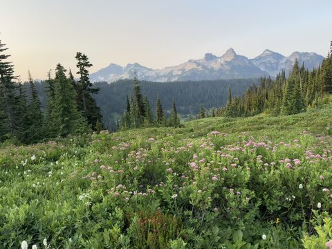 Panoramic view of the Tatoosh Mountain Range at sunrise in Mt Rainier National Park with wildflowers in foreground.