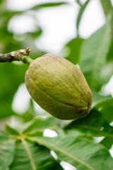 Fototapeta premium Pachira aquatica (Malabar chestnut, French peanut, Pumpo, Jelinjoche, Money tree, Money plant, serissa japonica). This tree is sold with braided trunks and is commonly grown as an ornamental plant.