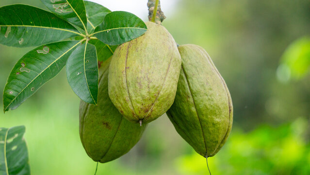 Pachira aquatica (Malabar chestnut, French peanut, Pumpo, Jelinjoche, Money tree, Money plant, serissa japonica). This tree is sold with braided trunks and is commonly grown as an ornamental plant.
