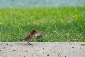 House finch, male, bird in the backyard with grass in the background 