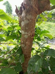 Obraz premium The bark of woody plants is called bark. What is commonly called bark includes a number of different tissues. Cork is an external secondary tissue that is impermeable to water and gas, and is also 