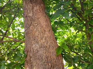 The bark of woody plants is called bark. What is commonly called bark includes a number of different tissues. Cork is an external secondary tissue that is impermeable to water and gas, and is also 
