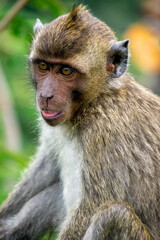 Baby Macaca fascicularis (kera ekor panjang, monyet ekor panjang, long-tailed macaque, crab-eating monkey, cynomolgus macaque) on the tree
