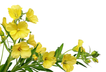 PNG Vibrant yellow evening primrose flowers