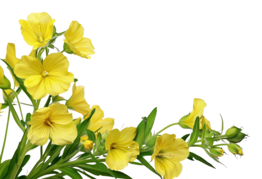 PNG Vibrant yellow evening primrose flowers