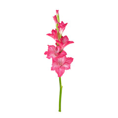 Pink gladiolus flower stem isolated on transparent background