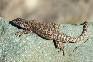 Leopard Tree Iguana