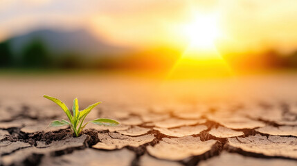 resilient green plant emerges from dry, cracked earth under warm sunset