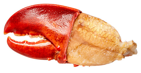 Cooked Claw Lobster isolated on white, Steam Canadian lobster isolated on white background PNG File.