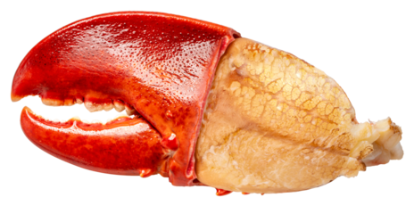 Cooked Claw Lobster isolated on white, Steam Canadian lobster isolated on white background PNG File.
