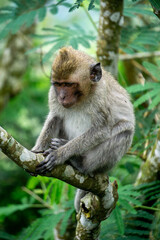 Obraz premium Baby Macaca fascicularis (kera ekor panjang, monyet ekor panjang, long-tailed macaque, crab-eating monkey, cynomolgus macaque) on the tree