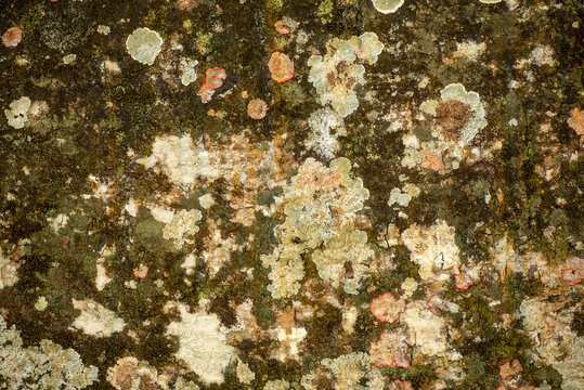 A close-up view of the texture surface of the sumauma, background or backdrop