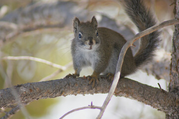A small squirrel perches on a tree branch, surrounded by a natural forest environment. Its alert...