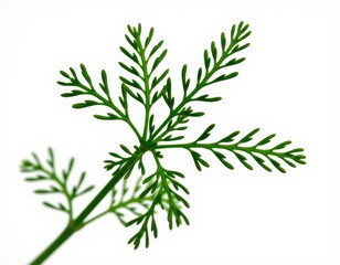 Obraz premium A vibrant stem bursts forth, its lush green leaves uniform and neatly spaced, stretching upwards from the image's lower left corner