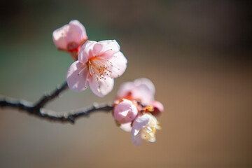 梅の花をクローズアップ
