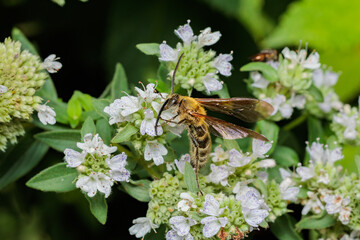 Close-up of a bee sucking honey from leonurus macranthus flower.
