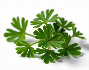 Obraz premium A lush cluster of fresh parsley leaves, their vibrant green hue glowing against the subtle background, with delicate stems peeking out from either side