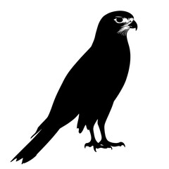 Black silhouette of a falcon. (4)