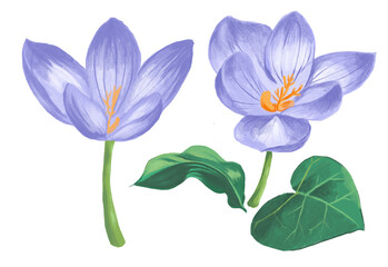 alhafizi flora #3 - autumn crocus