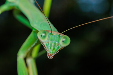 Close-up of a praying mantis's face with a large scythe.